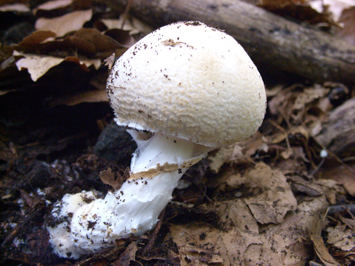 anche questa � amanita?